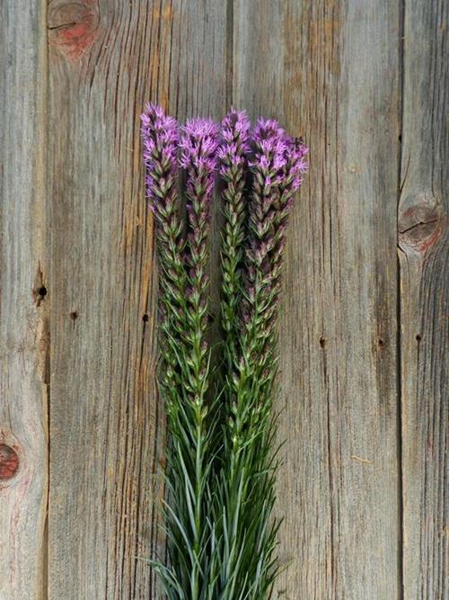  PURPLE LIATRIS